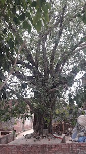 Thariao