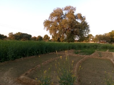 Hadetar