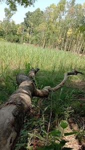 Mohddinpur