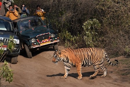 Sariska Jungle Safari