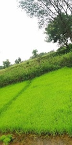 Sambalpuri
