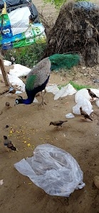 Dadara