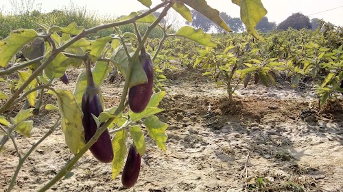 Gulistanpur Village