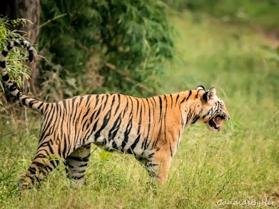 Bandhavgarh Tiger Reserve