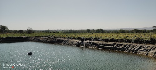 Manerajuri
