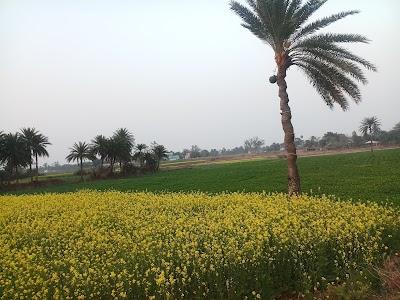 Patharpara