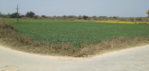 Golapur