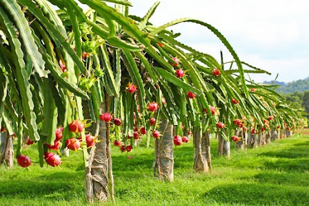 Hareesh exotics Dragon fruit farm and nursery