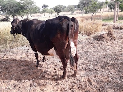 Sheoran dairy farm kharkhari