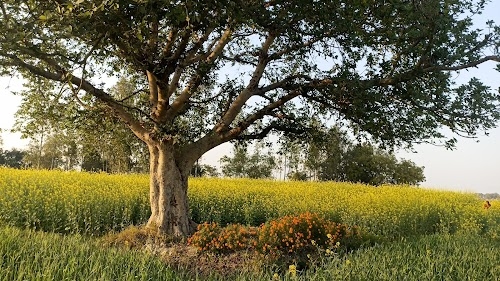 ओली बाबा समाधी स्थल