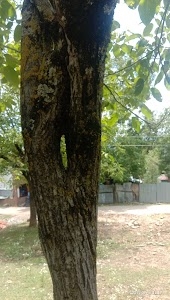 BILAL AHMAD