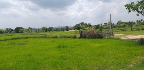 Choya