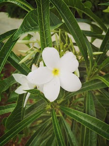 Wagholi