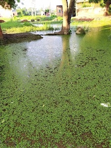 Tulsi
