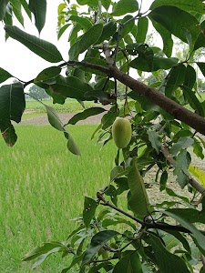 Hisampur
