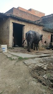 Mau Jila