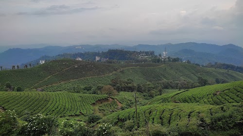 Munnar Tours