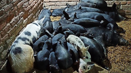 MRTD Pig Farm