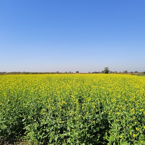 Umedpura