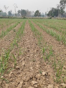 Choudhary Cane farm