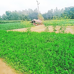 Bhupati Pur