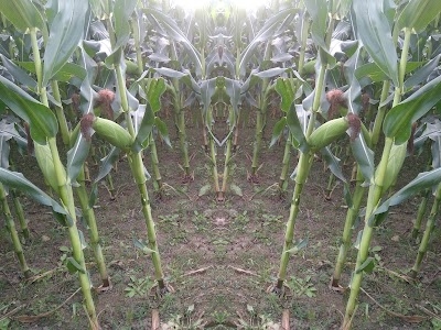ইসরাইল চিকেন সেনটার(চাইপারা)esrail.chicken Senter