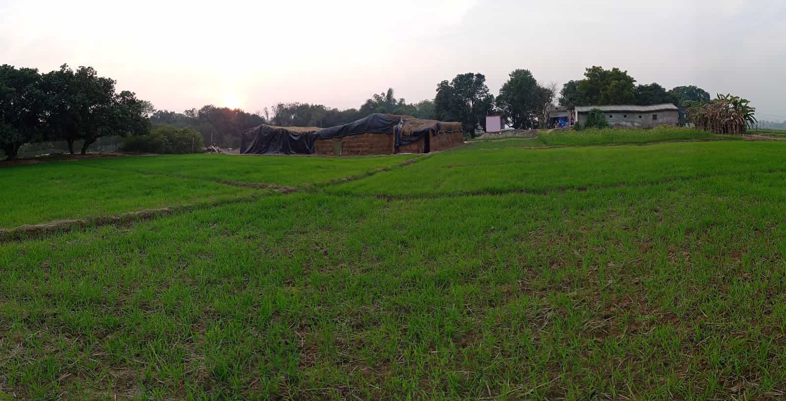 Murli's house