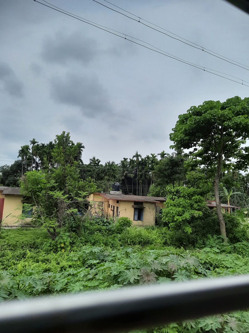 Hasimara