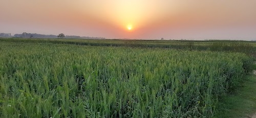 Mankhoriya Kot