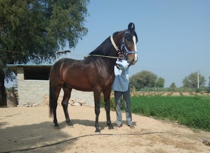 Mohanmagria
