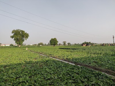 Salempur Kayasth