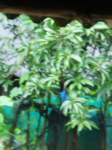 Bhikhabhai mango plant Nursery