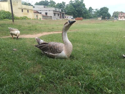 Satranji ground