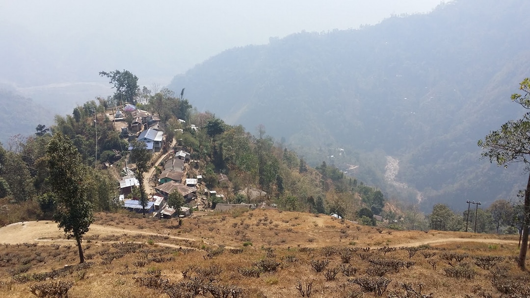 Nagri Farm Tea Garden