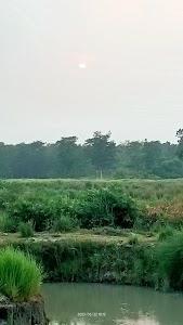 Natwa Jungle, Bhathat