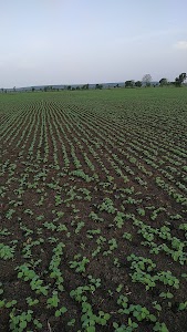 Farm of Devendra Dhakad Aamkheda sookha
