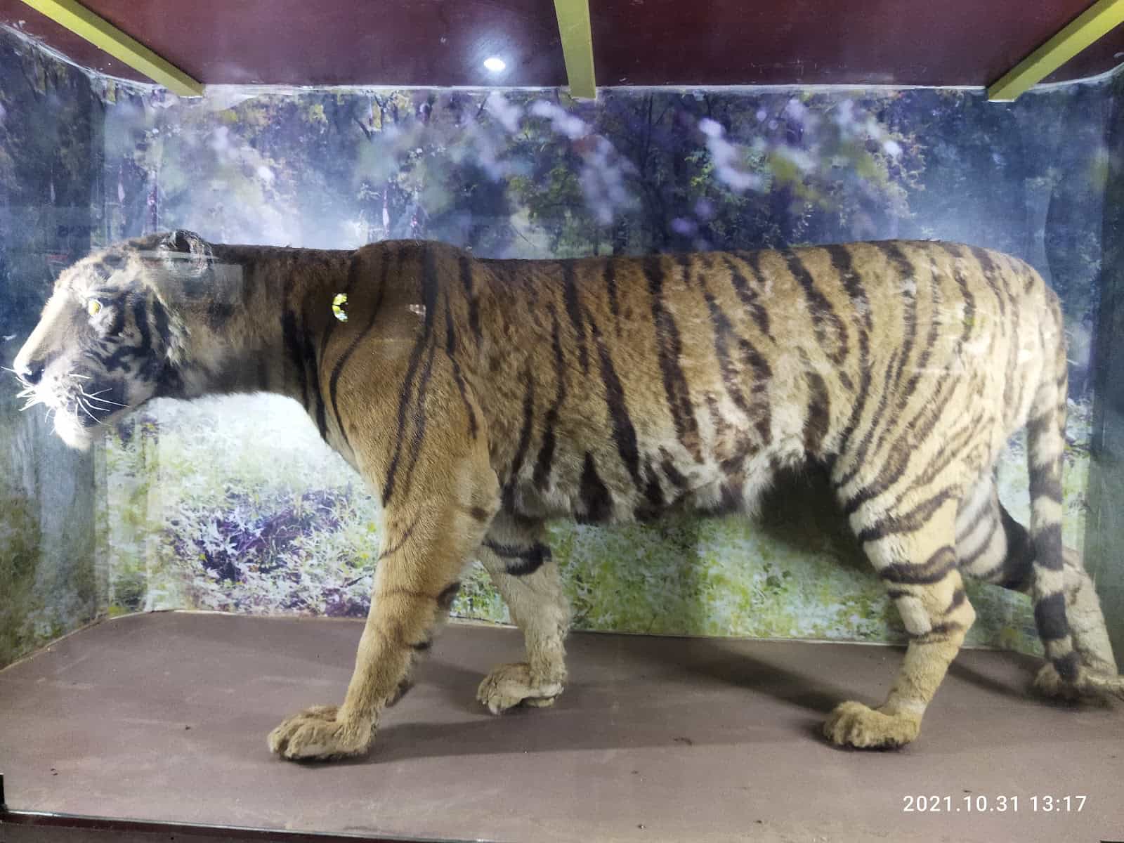 Zoo Museum