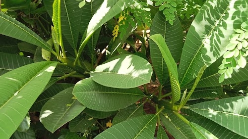 Dahinsara