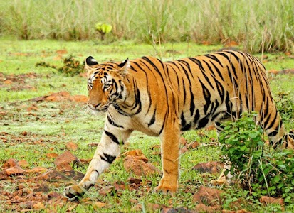 Dudhwa Tiger Reserve