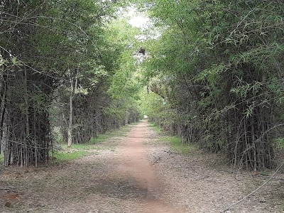 Hennur Bamboo Forest