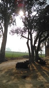 Rajput House Gambhirpur shivmandir