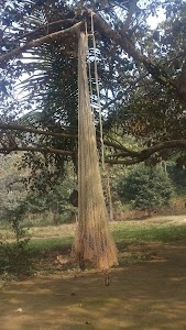 Coppice