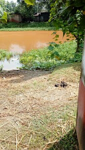 Banu Ram amait Kali Temple Lakshmipur