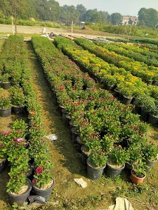 Indian Nursery