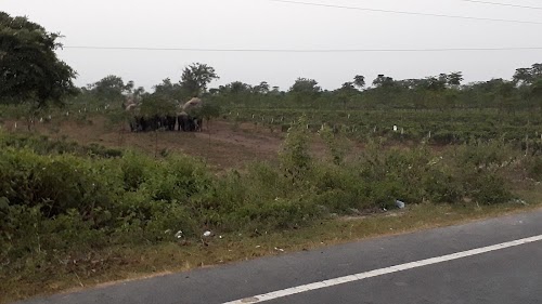 Elephant Corridor, Naxalbari