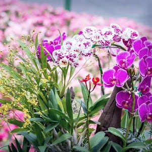 Gujaram Floritech Ambi