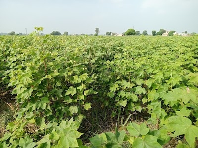 Rajiv Bishnoi