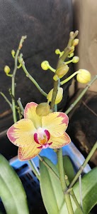 Orchid Flora Nursery The Garden Center
