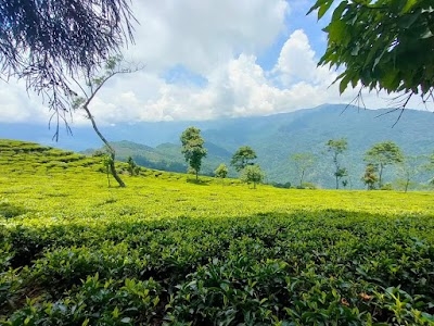 Teesta valley