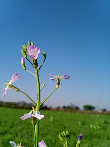 Chhitapar